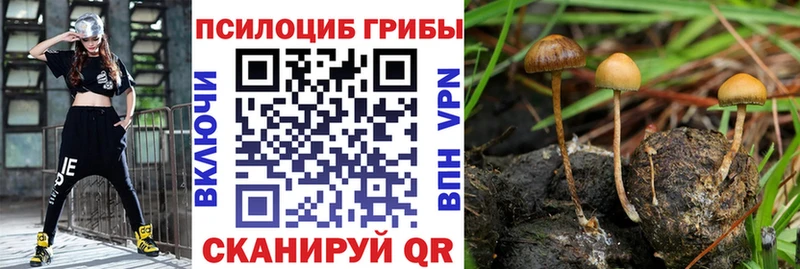 это официальный сайт  Суздаль  Псилоцибиновые грибы Cubensis 